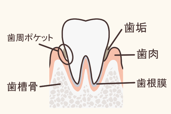 歯の構造説明のイラスト